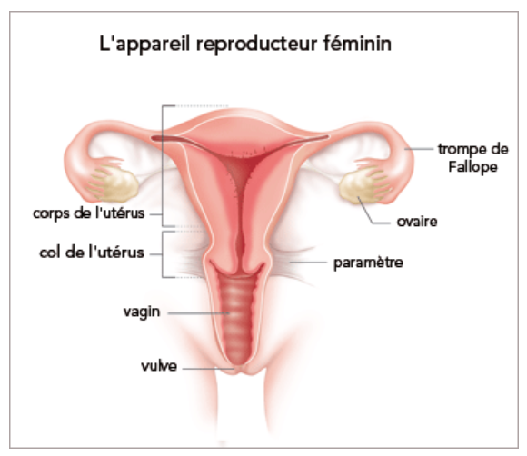 schéma col de l'utérus